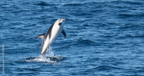 verspielter  springender  Schwarzdelfin  Lagernohynchus obscurus  im offenen Meer 