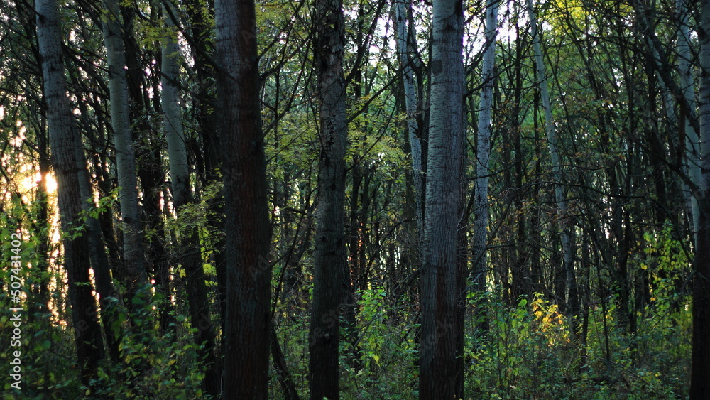 sunset in the forest sunset in the forest