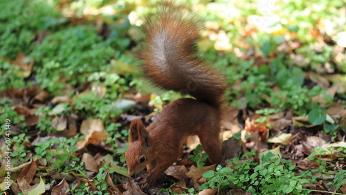 squirrel in the park