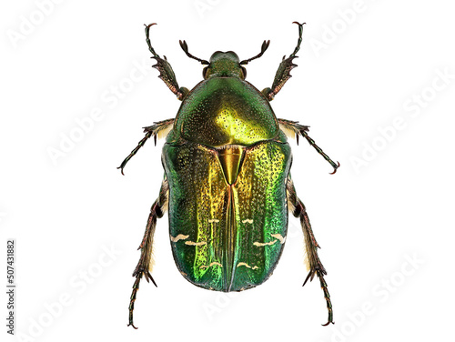 Green beetle or Rose chafer, cetonia aurata, isolated on white background, detailed makro top view photo