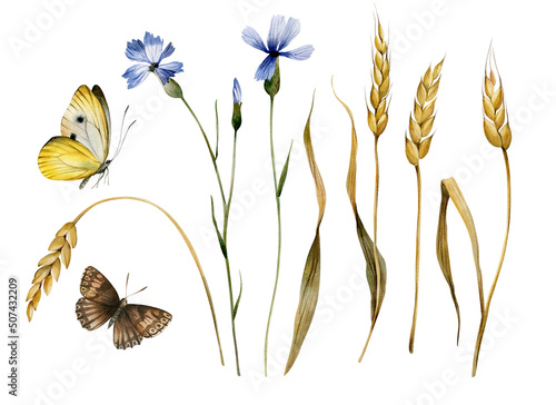 Watercolor collection with wheat, cornflowers and butterflies. Illustration with field herbs.