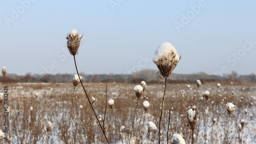 reeds in the snow