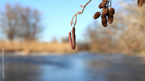 ice on a branch