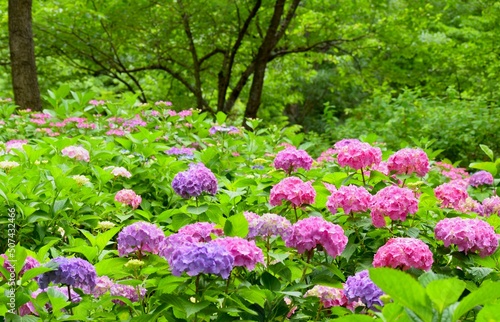 Carta da parati 満開の紫陽花の花、美しい庭のアジサイ