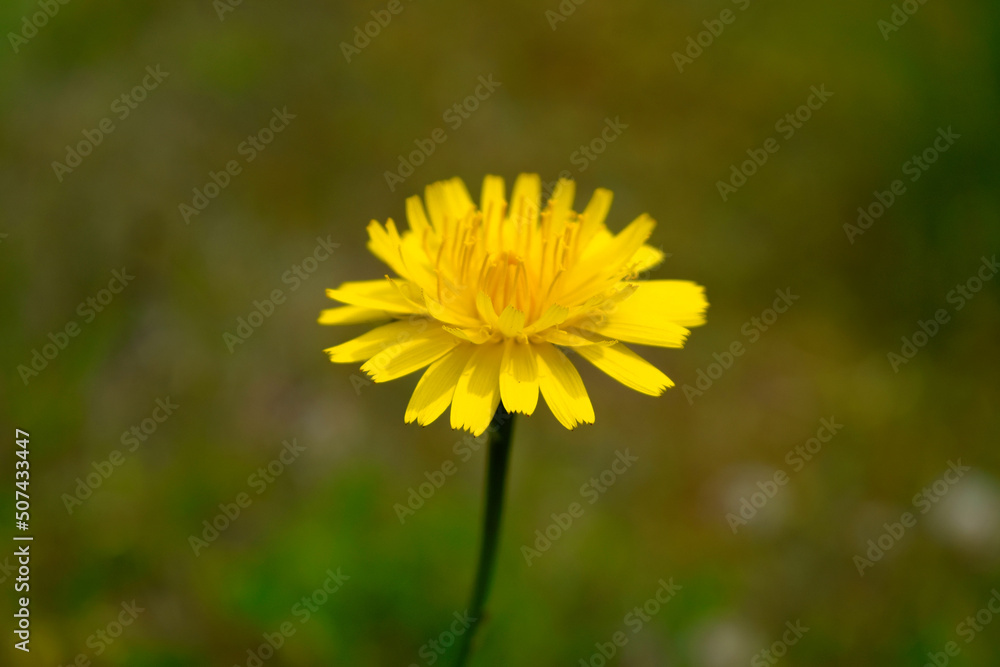 beautiful Yellow Flower country side Japan beautiful Yellow Flower country side Japan