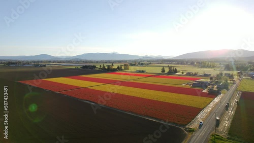 Large tulip farm with multiple different fields of different colored flowers blooming in Skagit Valley, WA (Aerial 4K drone video) photo