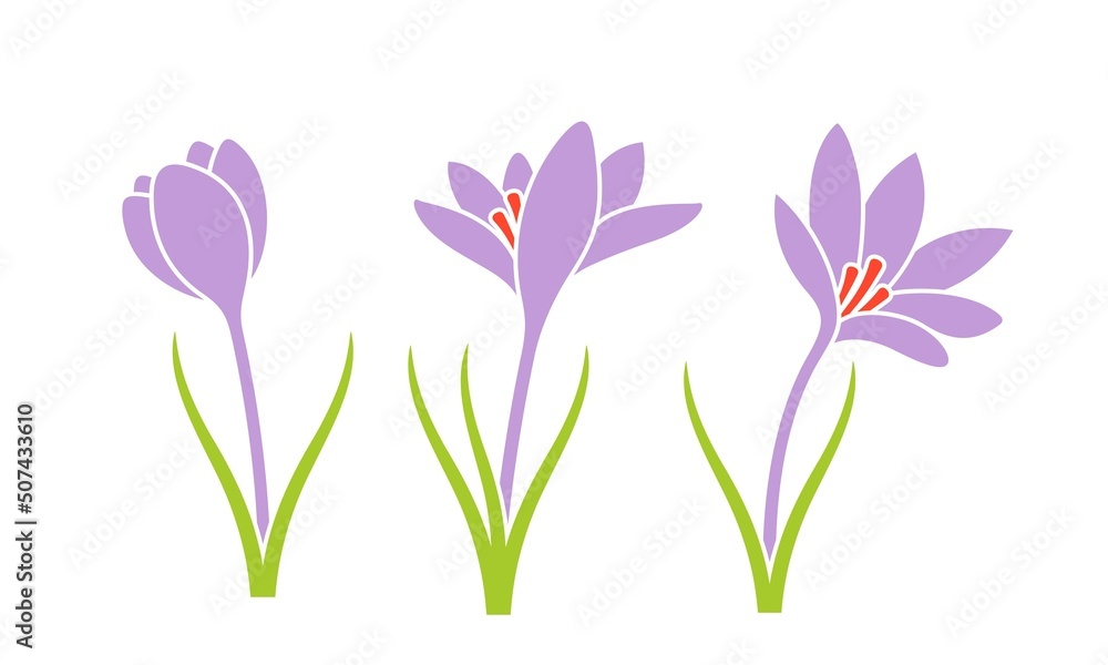 Naklejka premium Saffron Flower. Isolated saffron on white background