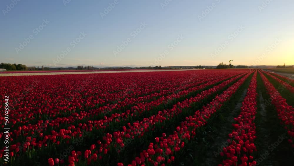 Expansive tulip fields at sunset in spring. Drone footage flying low over flowers with paramotors flying around in the air. Expansive tulip fields at sunset in spring. Drone footage flying low over flowers with paramotors flying around in the air.
