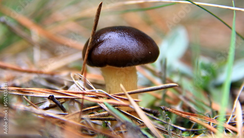 mushrooms in the grass