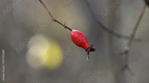 red cardinal on branch