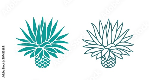 Blue agave.  Isolated agave on white background