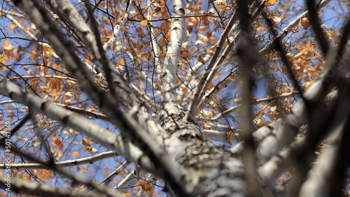 autumn leaves on the tree