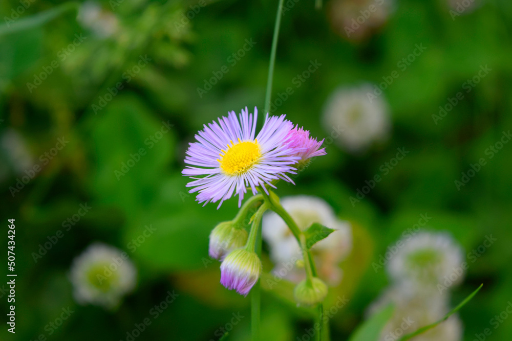 Daisy Fleabane, Erigeron annuus. Daisy Fleabane, Erigeron annuus.