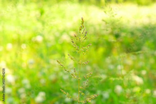 chrysopogon aciculatus  grass photo