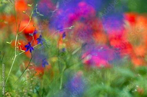 Blue cornflowers in the field in summer with blurred poppies in the background