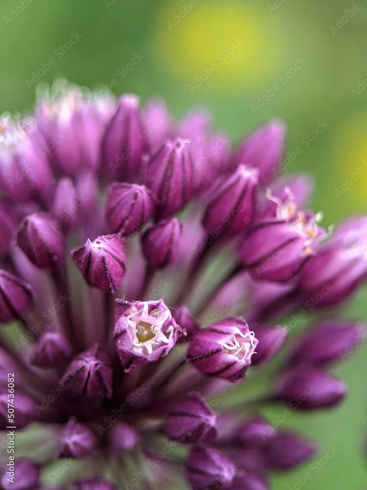 Obraz premium close up of a pink flower