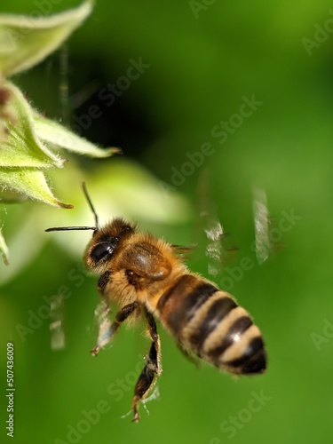 bee on a flower © Николай Срибяник