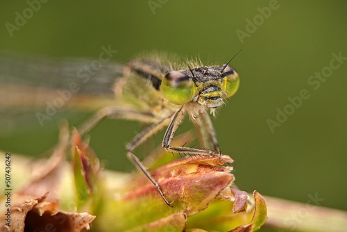 close up of a dragonfly © Николай Срибяник
