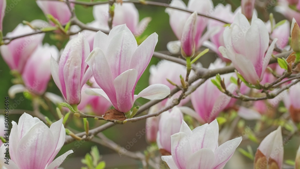 Fototapeta premium Magnolia Flowering Tree Blossom with White and Pink Petals Swaying in Gentle Wind 