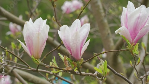 Magnolia Flowering Tree Blossom with White and Pink Petals Swaying in Gentle Wind © rohawk