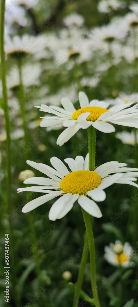 Fototapeta premium daisy flower