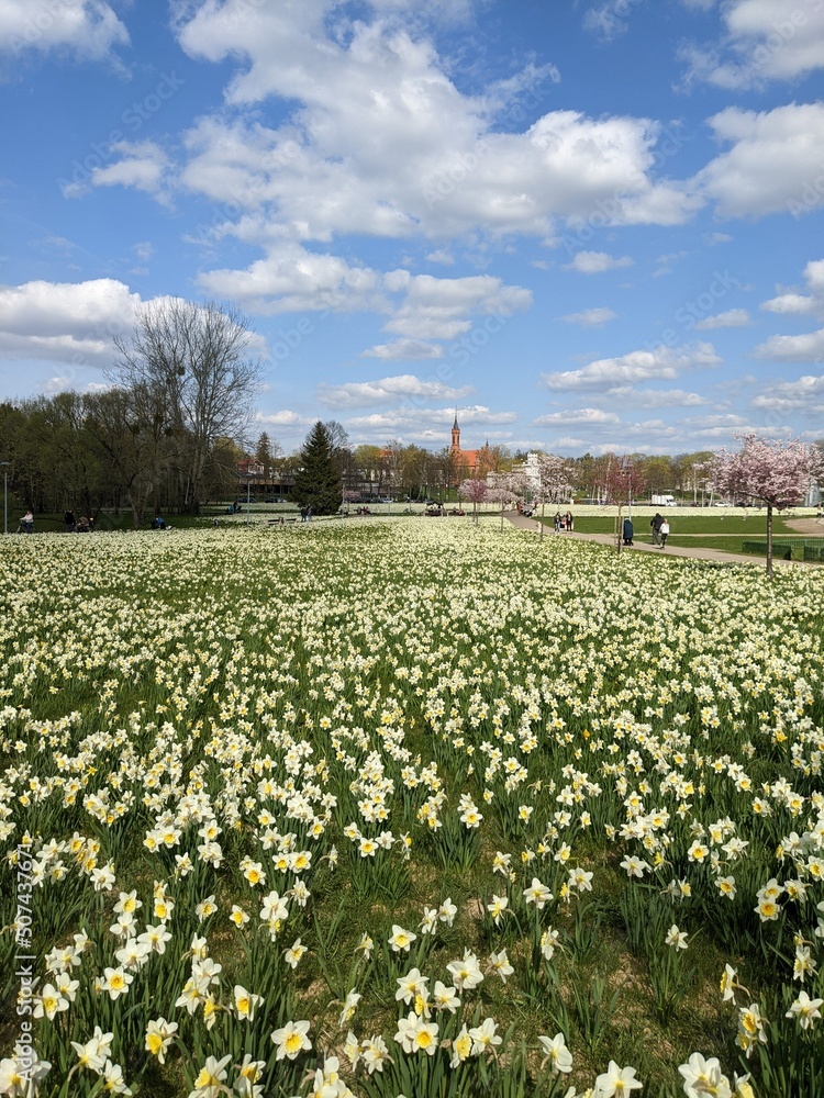 flowering field narcissus in spring city