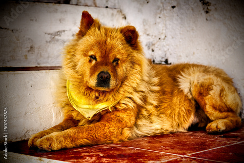 beautiful dog of the chow chow breed with reddish brown hair resting on a terrace