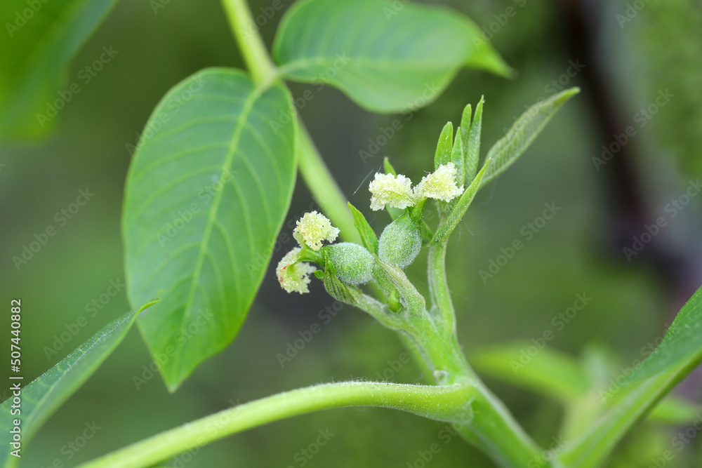 Female walnut tree flowers, bud and young leaves. Juglans regia (Juglandaceae). Female walnut tree flowers, bud and young leaves. Juglans regia (Juglandaceae).