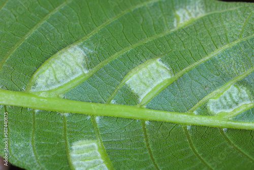 walnut leaf gall mite, Persian walnut leaf blister mite (Aceria tristriatus, Eriophyes erineus), galls on a walnut leaf photo