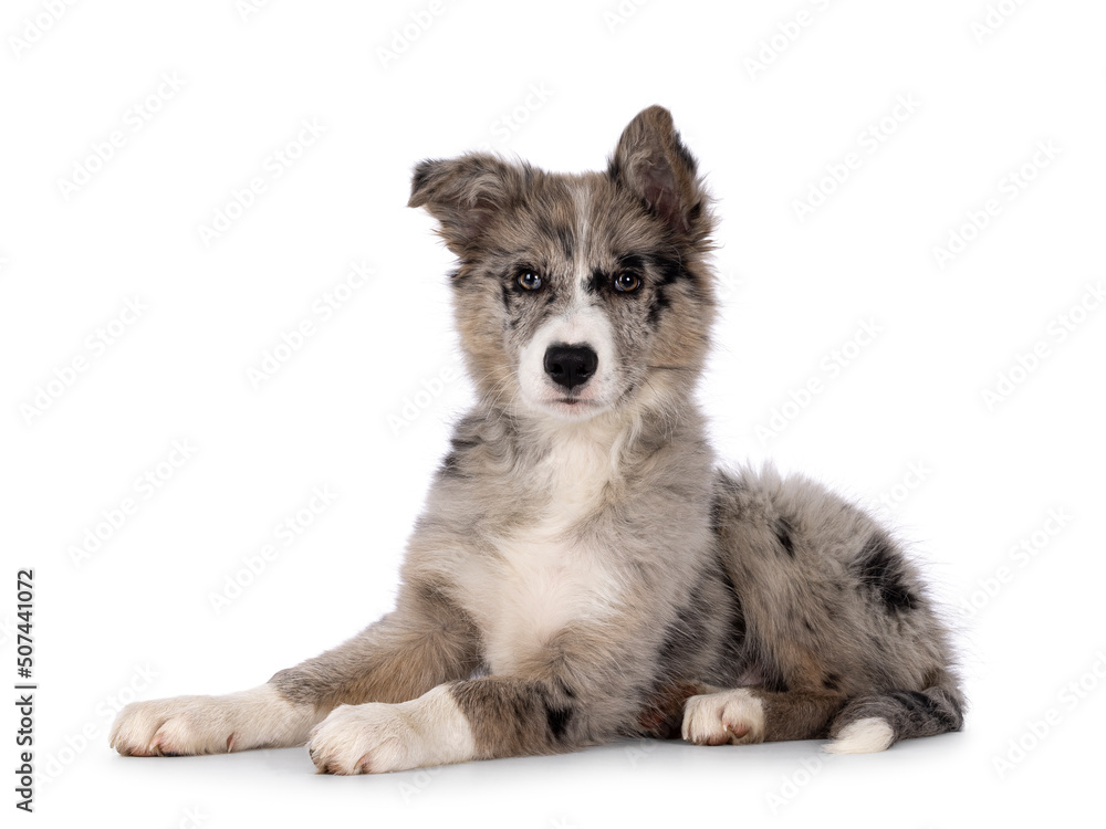 Adorable blue merle Border Collie dog puppy, laying down side ways. Looking towards camera with brownish eyes and heart shaped black nose. Isolated on a white background. Adorable blue merle Border Collie dog puppy, laying down side ways. Looking towards camera with brownish eyes and heart shaped black nose. Isolated on a white background.