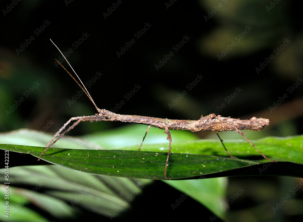 Stick Insect on Leaf. Tambopata, Amazon Rainforest, Peru Stick Insect on Leaf. Tambopata, Amazon Rainforest, Peru