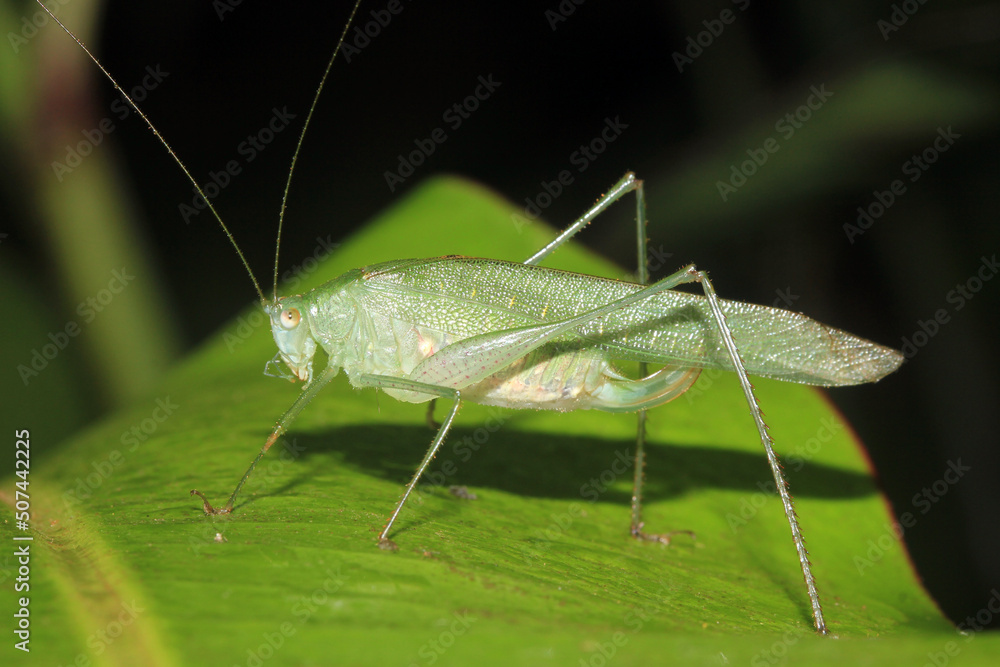 Katydid on Leaf. Tambopata, Amazon Rainforest, Peru Katydid on Leaf. Tambopata, Amazon Rainforest, Peru