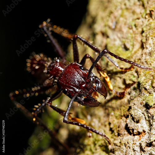 Close-up of a Bullet Ant from Front. Tambopata, Amazon Rainforest, Peru
