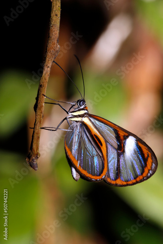 Lavinia Clearwing (Hypoleria lavinia) Butterfly. Tambopata, Amazon Rainforest, Peru photo