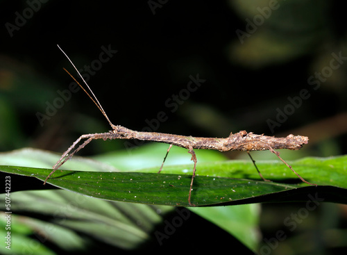 Stick Insect on Leaf. Tambopata, Amazon Rainforest, Peru