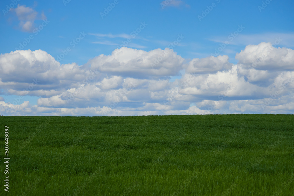 Fototapeta premium Cumulus clouds and field. Horizon and sky with field