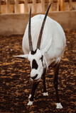 Oryx in the desert of Oman