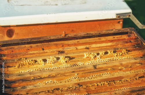 Bee honeycombs with honey and bees. Apiculture.