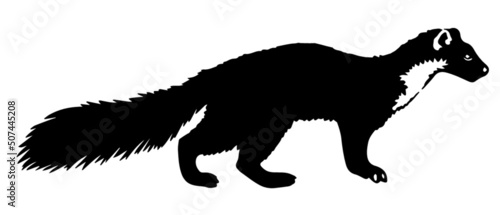 pine marten silhouette vector illustration