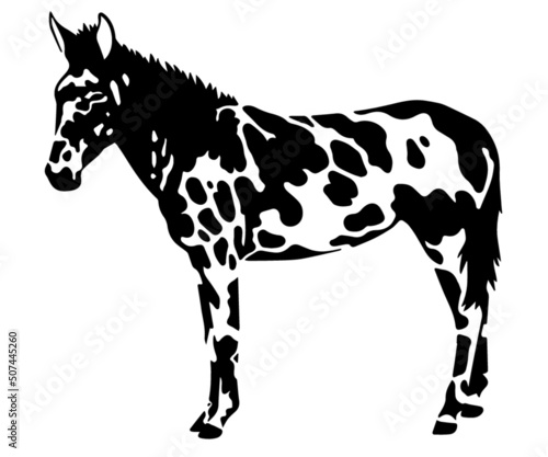 vector black and white spotted Mule illustration