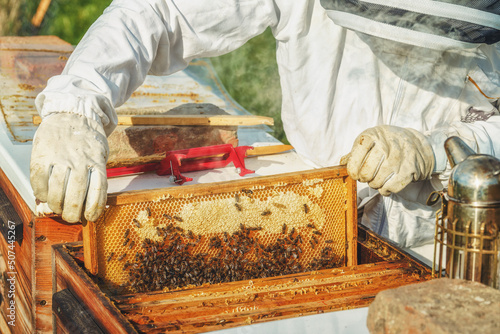 Beekeeper manipulating with honeycomb full of golden honey.