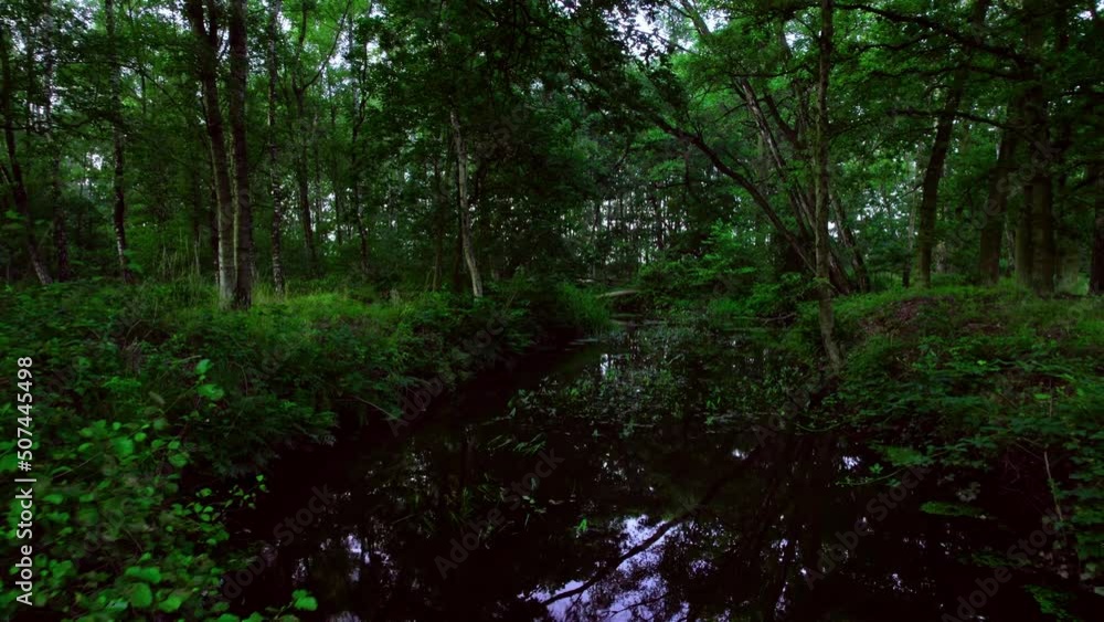 Low through a quiet peaceful dense forest, flying low over a calm scenic river with water plants and reeds growing out of the flowing water. Nature forest river landscape Low through a quiet peaceful dense forest, flying low over a calm scenic river with water plants and reeds growing out of the flowing water. Nature forest river landscape