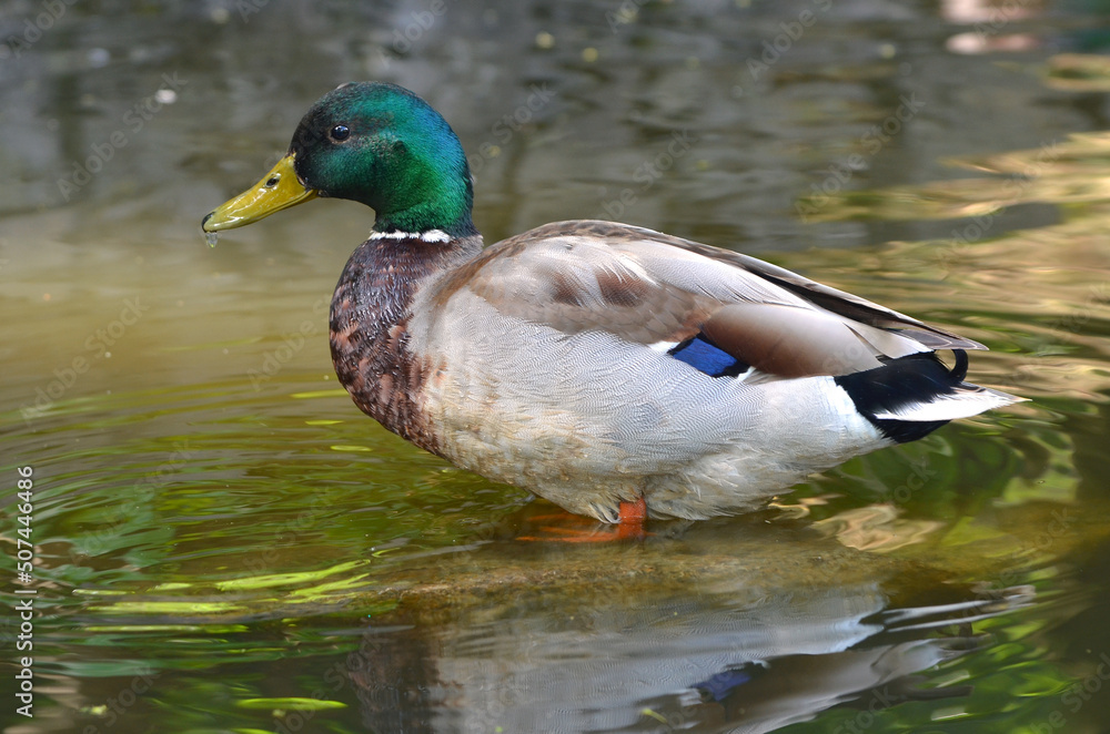 Portrait of duck-mallard (male) standing on the water with wet feathers after bathing . Birds wildlife in photo. Portrait of duck-mallard (male) standing on the water with wet feathers after bathing . Birds wildlife in photo.
