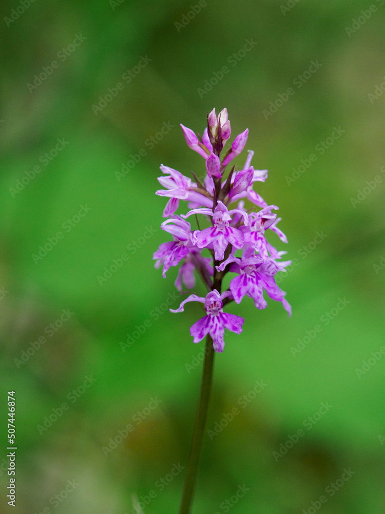 Fuchs' orchid on the slopes of Glandasse, Vercors, France Fuchs' orchid on the slopes of Glandasse, Vercors, France