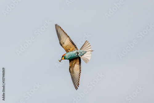 European Bee-eater in flight with a dragonfly across its beak on a blue sky background photo