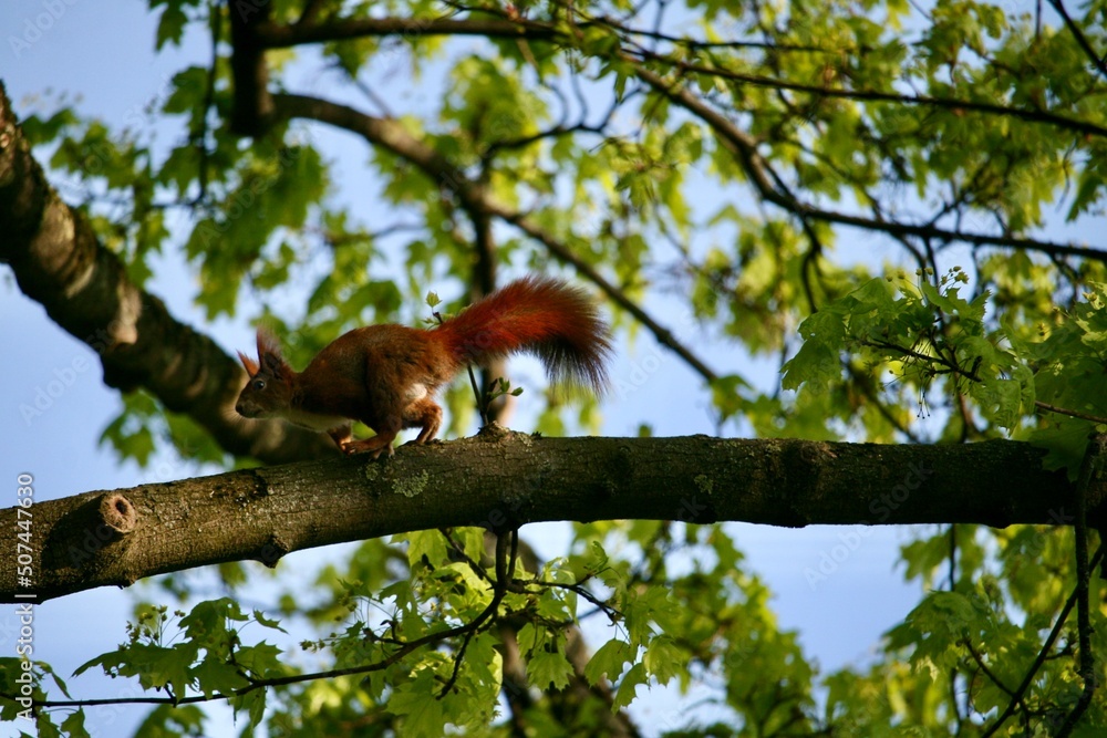 Squirrel climbing on a tree Squirrel climbing on a tree