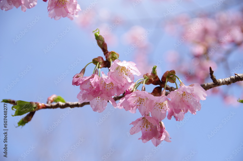 桜