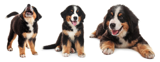 Collage with photos of cute dog on white background. Banner design