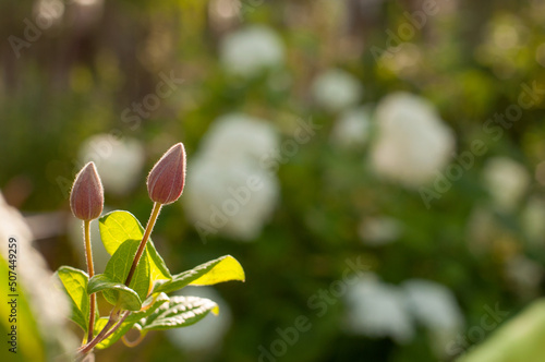 two clematis flower buds on a blurry green background with space for text