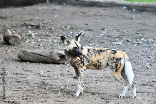 African Wilddogs photo